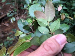 Cleistanthus cunninghamii