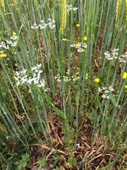 Bifora radians