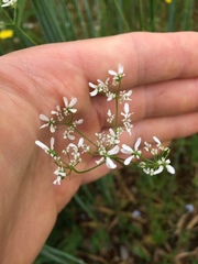 Bifora radians