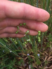 Bifora radians
