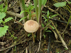 Candolleomyces typhae
