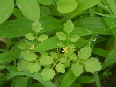 Cardamine trichocarpa