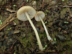 Candolleomyces typhae