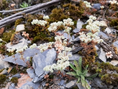 Chaetonychia cymosa