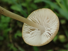 Candolleomyces typhae