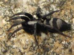 Sernokorba pallidipatellis