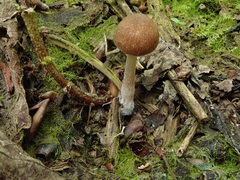 Candolleomyces typhae