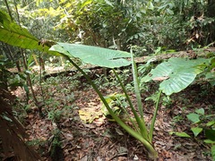 Alocasia robusta