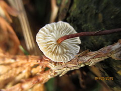 Crinipellis scabella