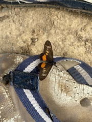 Acraea penelope