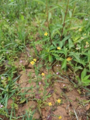 Hypericum japonicum