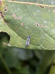 Plectoderini