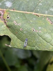 Plectoderini