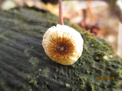Crinipellis scabella