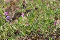 Vicia uralensis
