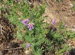 Vicia uralensis