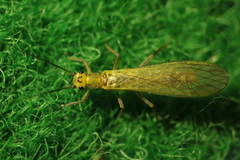 Isoperlinae