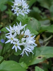 Allium ursinum