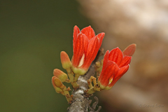 Brachychiton