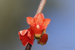 Brachychiton