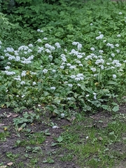 Allium ursinum