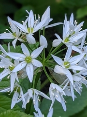 Allium ursinum