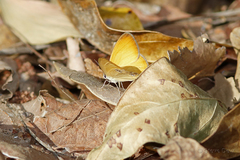 Hypocysta adiante antirius