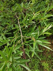 Lindera angustifolia