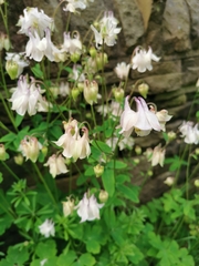 Aquilegia vulgaris