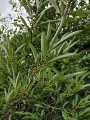 Lindera angustifolia