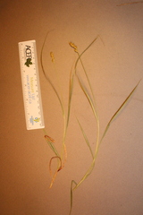 Carex spicata