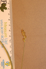 Carex spicata