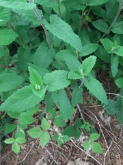 Teucrium scorodonia