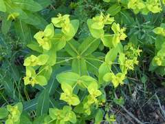 Euphorbia hyberna