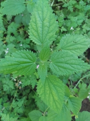 Urtica dioica