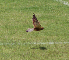 Falco moluccensis