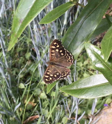 Speckled wood