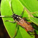 Xylotrechus grayii - Photo (c) onidiras-iNaturalist, algunos derechos reservados (CC BY-NC), subido por onidiras-iNaturalist