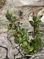 Apodytes abbottii