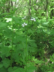 Hesperis matronalis voronovii