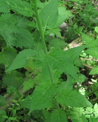 Hesperis matronalis voronovii