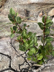 Apodytes abbottii