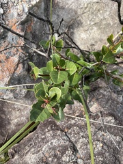 Apodytes abbottii