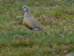 Charadrius morinellus