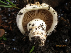 Pseudochitonia