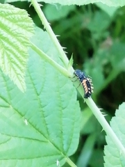 Harmonia axyridis