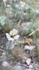 Dianthus marschallii