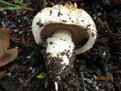 Pseudochitonia