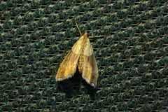 Agrotera nemoralis
