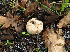 Pseudochitonia